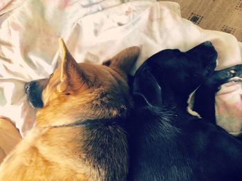 Close-up of dogs relaxing on bed