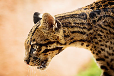 Close-up of tiger against sky