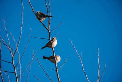 Low angle view of bird perching on branch against clear blue sky