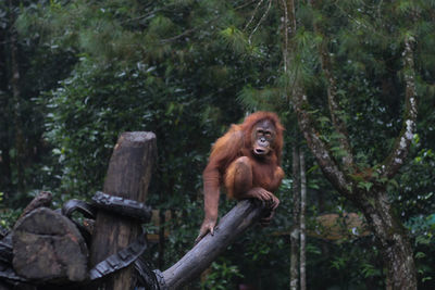 Monkey in a forest