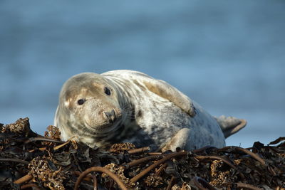 Close-up of seal lying on rock