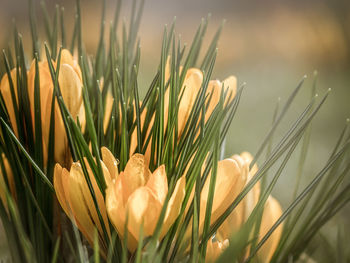 Close-up of flowers