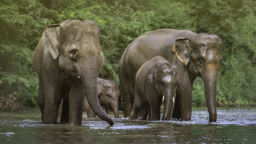 Elephant family in river