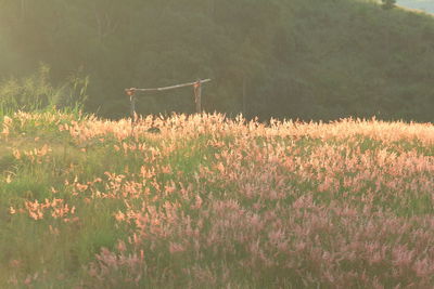 Plants growing on field