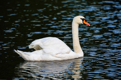 Side view of mute swan swimming on lake