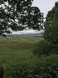 Trees on field against sky