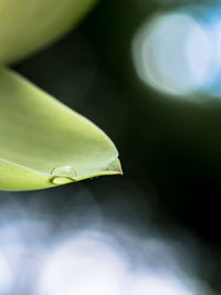 Close-up of green leaves