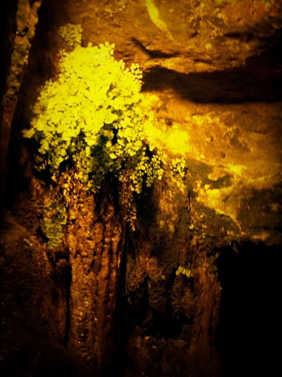 tree, nature, rock formation, rock - object, tranquility, beauty in nature, tree trunk, growth, textured, rough, geology, low angle view, tranquil scene, rock, scenics, no people, outdoors, cave, yellow, moss