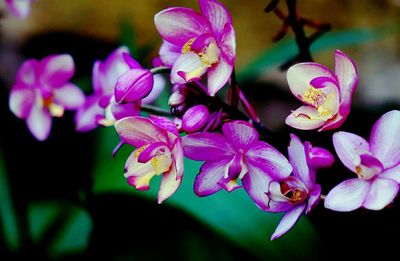 Close-up of purple orchids blooming outdoors