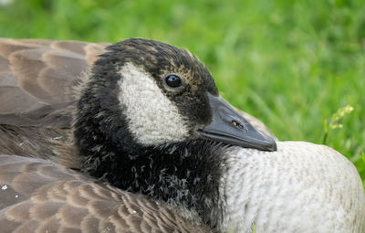 Canadian goose close up portrait on a sunny day in the park