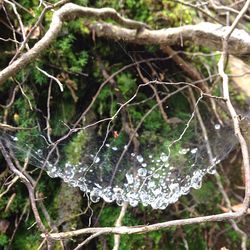 Close-up of tree branch