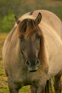 Close-up of horse