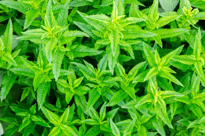 Fresh leaves of green young mint grow in the garden. natural wallpaper. aromatherapy.