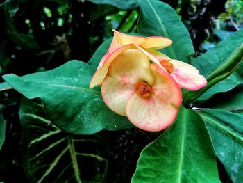 Close-up of pink flower