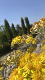 Close-up of yellow flowering plant against clear sky