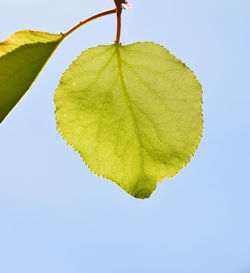 Close-up of apricot leaf against clear sky