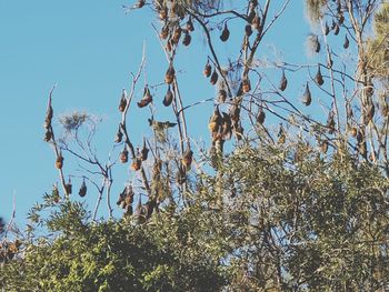 Low angle view of trees against clear blue sky