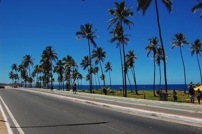 Palm trees on roadside by sea against blue sky during sunny day
