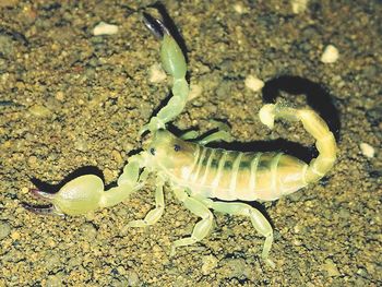 Close-up of crab on sand