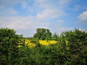 Yellow flowering plants on field against sky