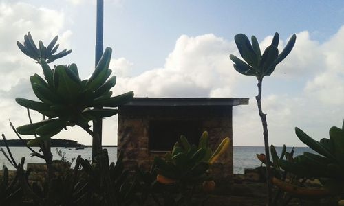 Close-up of cactus plant against cloudy sky