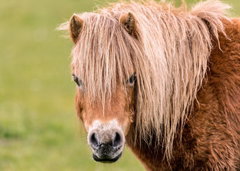 Portrait of horse standing on field