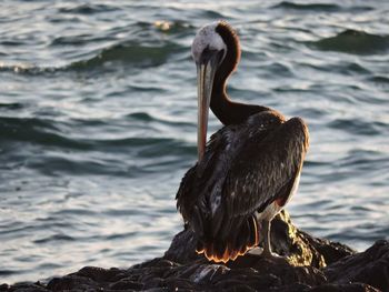 Close-up of pelican by sea