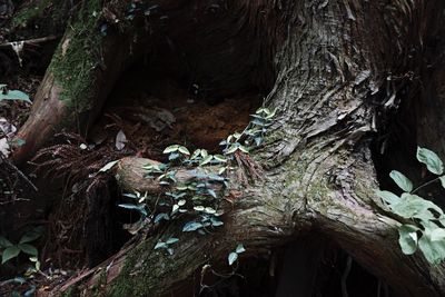 Close-up of tree trunk in forest