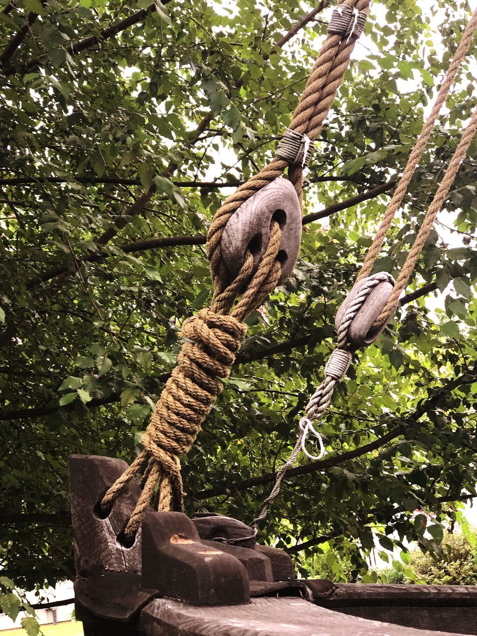 tree, plant, animal, animal wildlife, no people, animals in the wild, animal themes, nature, branch, mammal, day, growth, low angle view, vertebrate, group of animals, hanging, outdoors, monkey, primate, green color