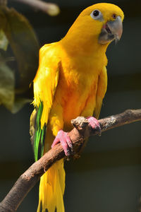 Close-up of parrot perching on branch