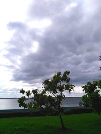 Tree by sea against sky