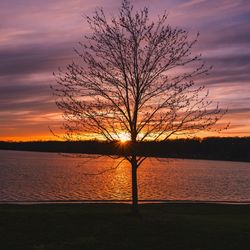 Silhouette bare tree by lake against orange sky