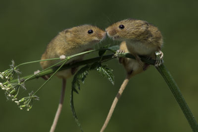 Close-up of lizard outdoors