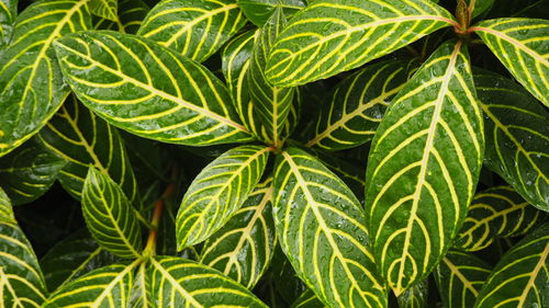 Full frame shot of green leaves