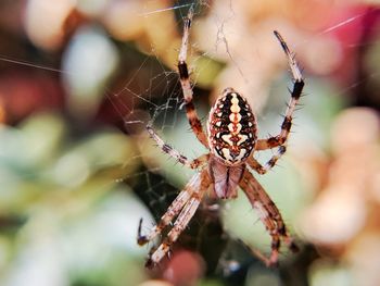 Close-up of spider on web