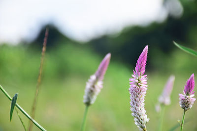 Close-up of purple flowering plant on field