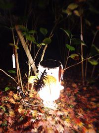 Close-up of illuminated plant at night