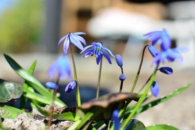 Close-up of purple flower blooming against blue sky