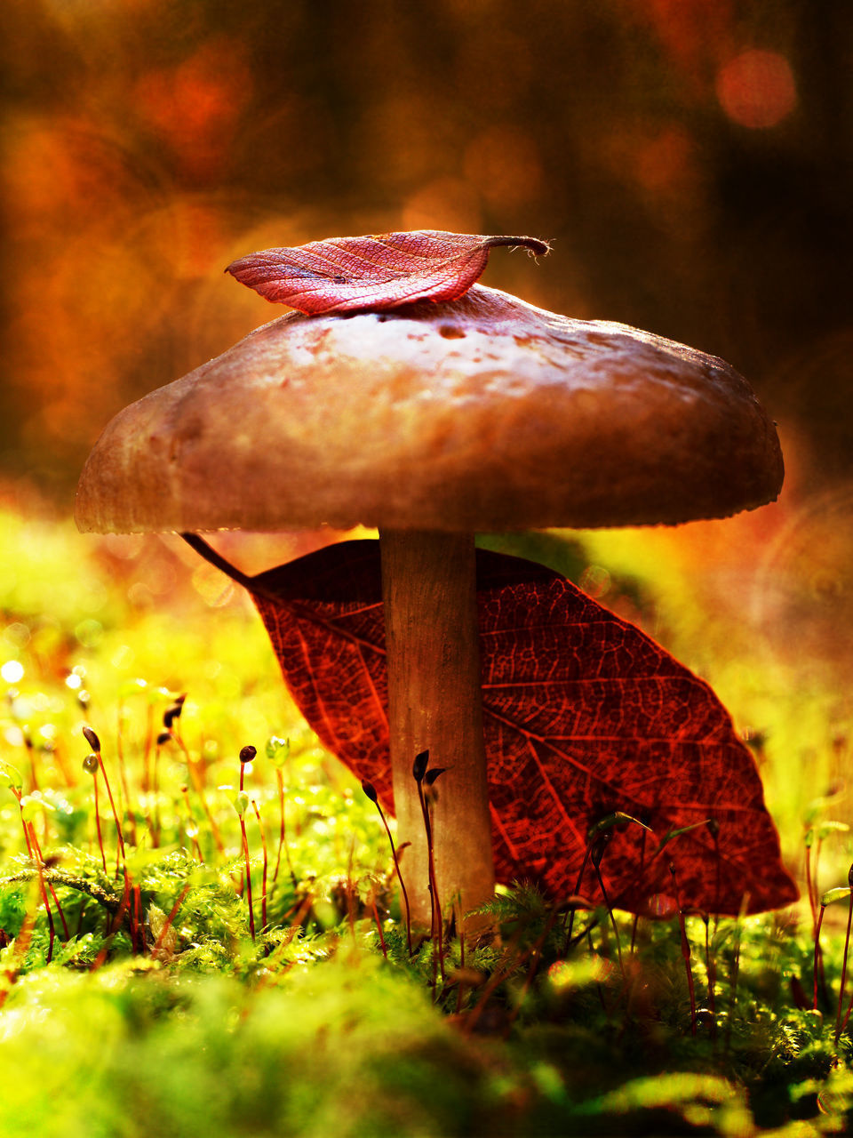 CLOSE-UP OF MUSHROOM GROWING IN FIELD