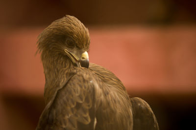 Close-up of eagle