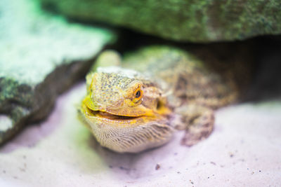 Close-up of iguana on land