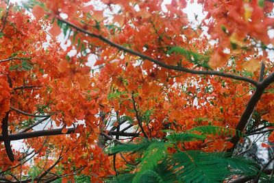 Low angle view of maple tree during autumn