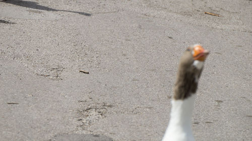 Close-up of bird on sand at beach