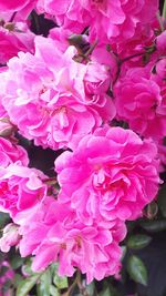 Close-up of pink flowers