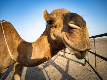 Close-up of a horse against clear sky