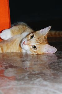 Close-up of cat