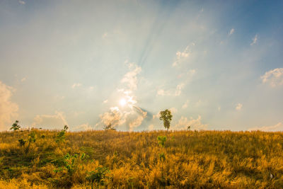 Scenic view of field against sky