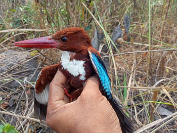 Close-up of hand holding bird