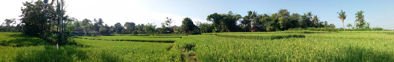 Panoramic shot of agricultural field against sky