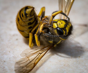 Close-up of dead wasp on surface